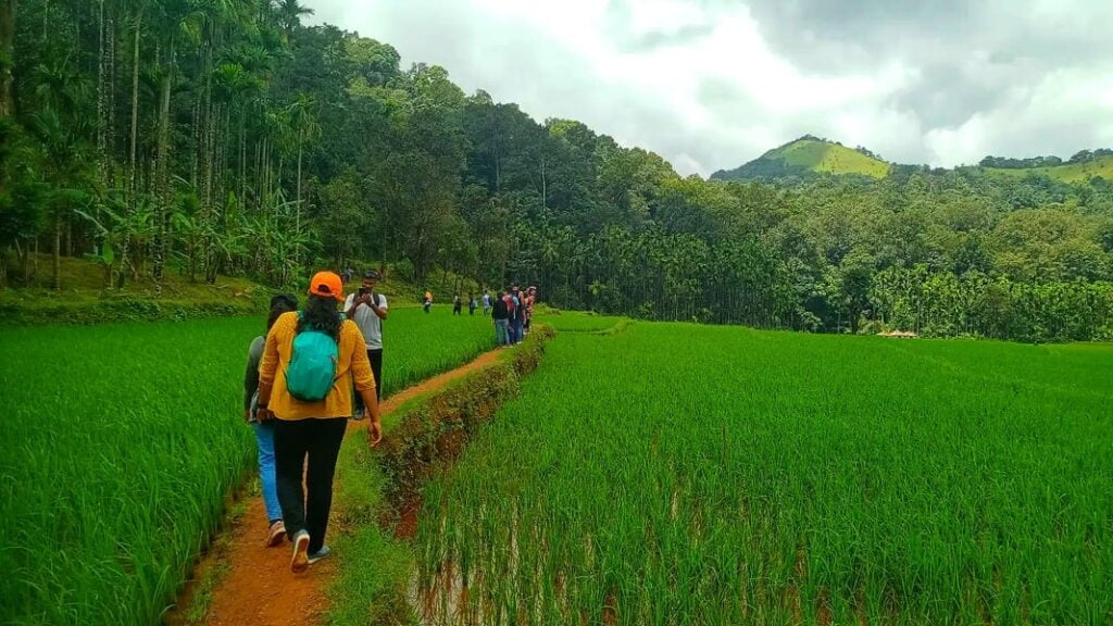 grassland kodachadri