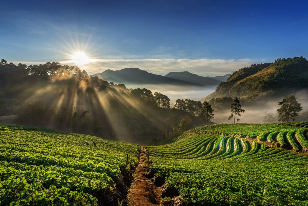 Munnar Backpacking Tour from Bangalore