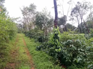 Coffee Estate Walks